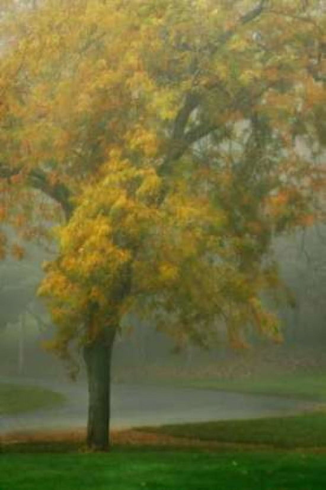 Colors in the Mist V Canvas Art - Vitaly Geyman (24 x 36)