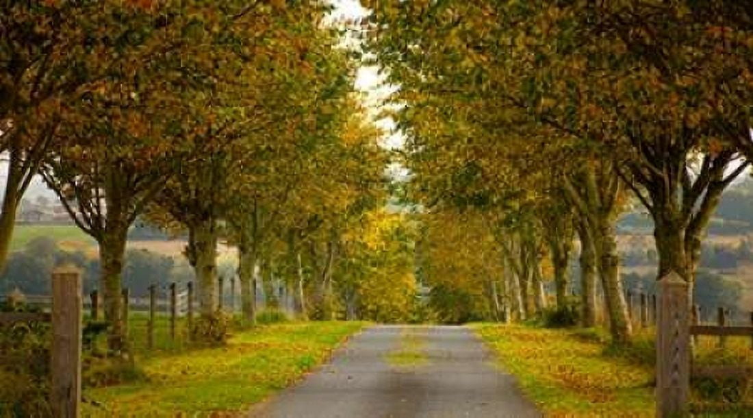 Colors of Autumn Canvas Art - Adelino Goncalves (24 x 36)