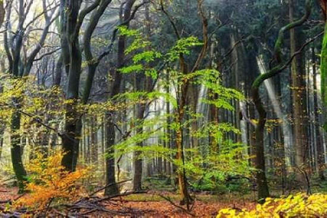 Colors of the Forest IV Canvas Art - Lars Van de Goor (12 x 18)
