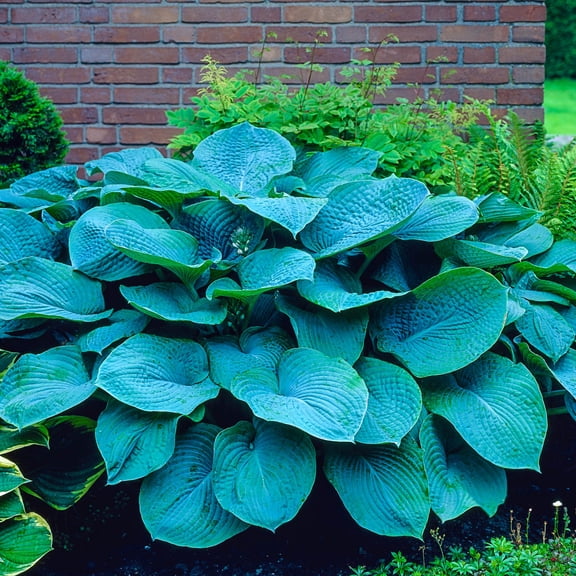 Colossal Blue Hosta Dormant Bare Root Shade Loving Perennial Plant, 1-Pack