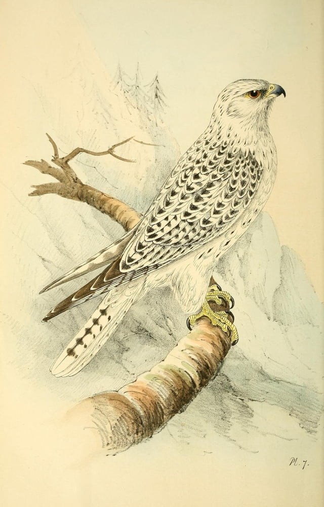 Coloured Illustrations of British Birds 1842 Jer Falcon Canvas Art - Unknown (18 x 24)