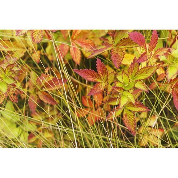 Coloured Leaves Wild Raspberry at The End of The Summer Season - Edmonton Alberta Canada Poster Print