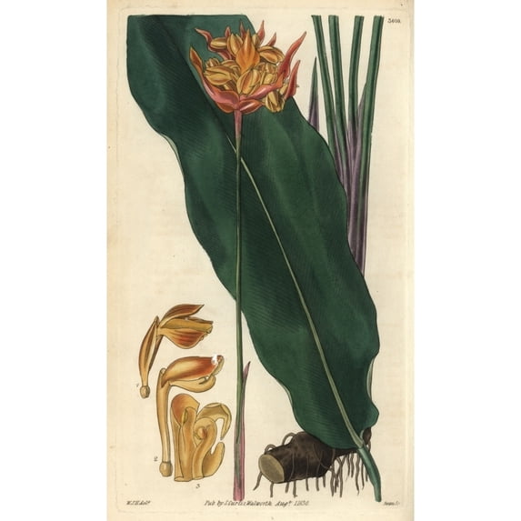 Coloured-Spike Phrynium, Phrynium Coloratum Poster Print By ® Florilegius Mary Evans (24 X 36)