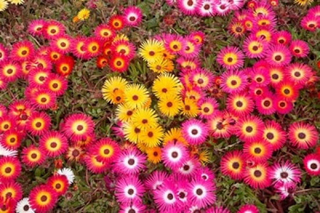 Colourful Flowers Marine Parade Napier Hawkes Bay North Island New Zealand Canvas Art - David Wall DanitaDelimont (24 x 15)