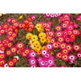 thumbnail image 1 of Colourful Flowers Marine Parade Napier Hawkes Bay North Island New Zealand Print by David Wall, 1 of 1