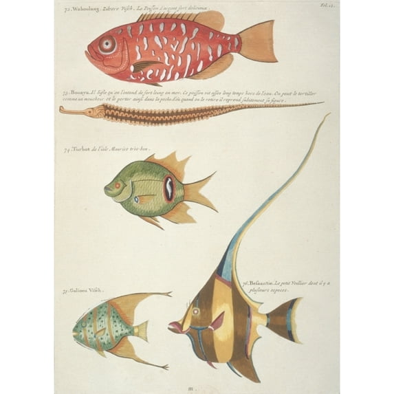 Colourful Illustration Of Five Fish Poster Print By Mary Evans Natural History Museum (18 X 24)