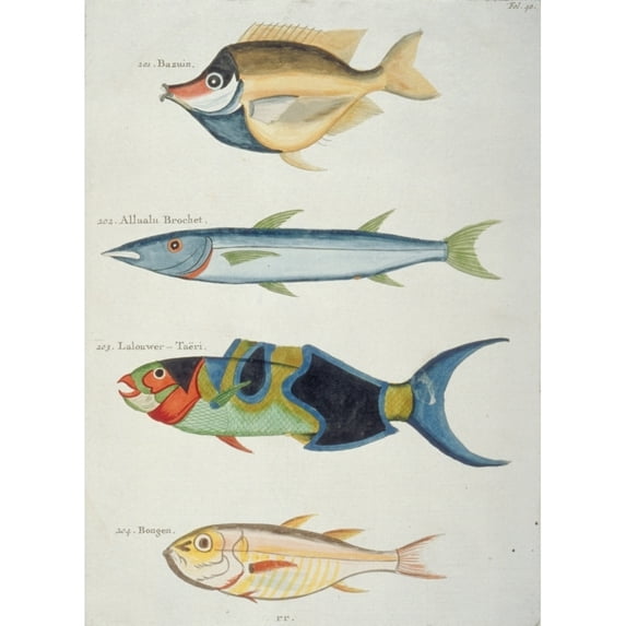 Colourful Illustration Of Four Fish Poster Print By Mary Evans Natural History Museum (18 X 24)