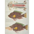 thumbnail image 1 of Colourful Illustration Of Of Two Fish And A Crustacean Poster Print By Mary Evans Natural History Museum, 1 of 3
