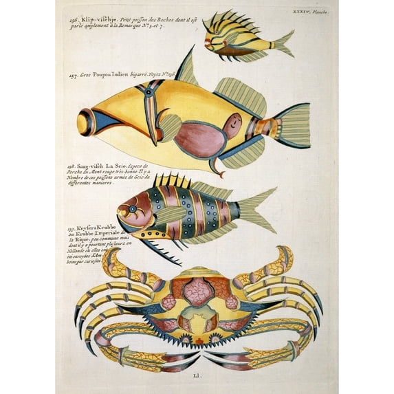 Colourful Illustration Of Three Fish And A Crab Poster Print By Mary Evans Natural History Museum