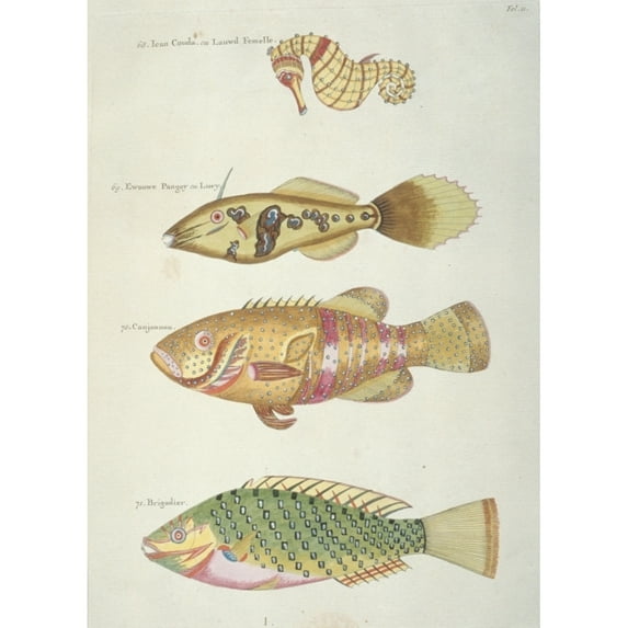 Colourful Illustration Of Three Fish And A Seahorse Poster Print By Mary Evans Natural History Museum