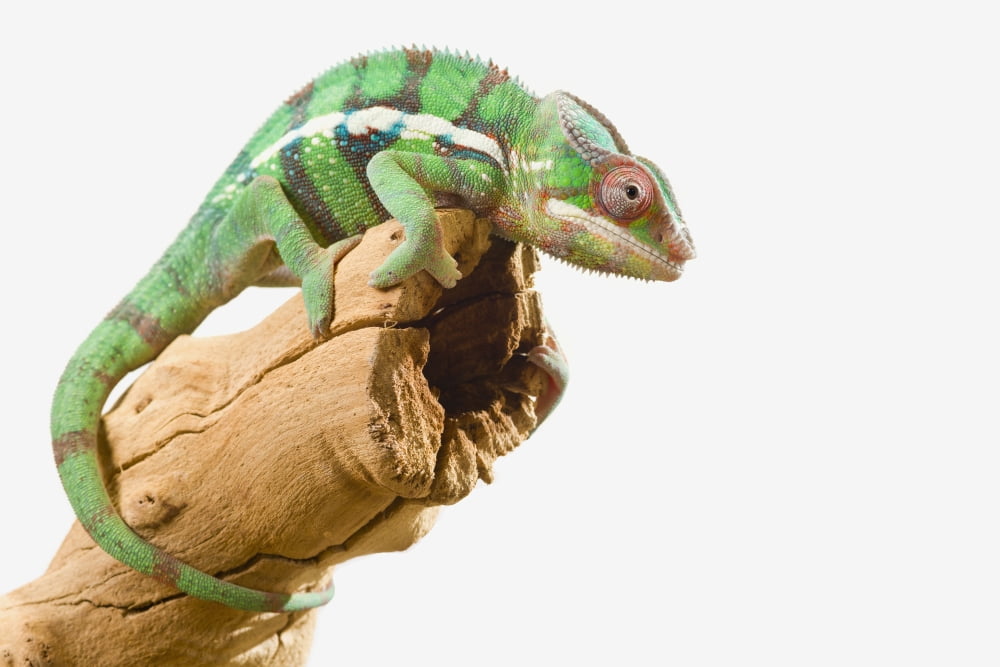 Colourful Panther Chameleon (Furcifer pardalis) on a white background St Albert Alberta Canada Canvas Art - Corey Hochachka Design Pics (38 x 24)