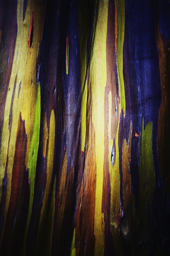 Colourful bark on the rainbow eucalyptus (eucalyptus deglupta) treeOahu hawaii united states of america Canvas Art - Charmian Vistaunet Design Pics (12 x 19)