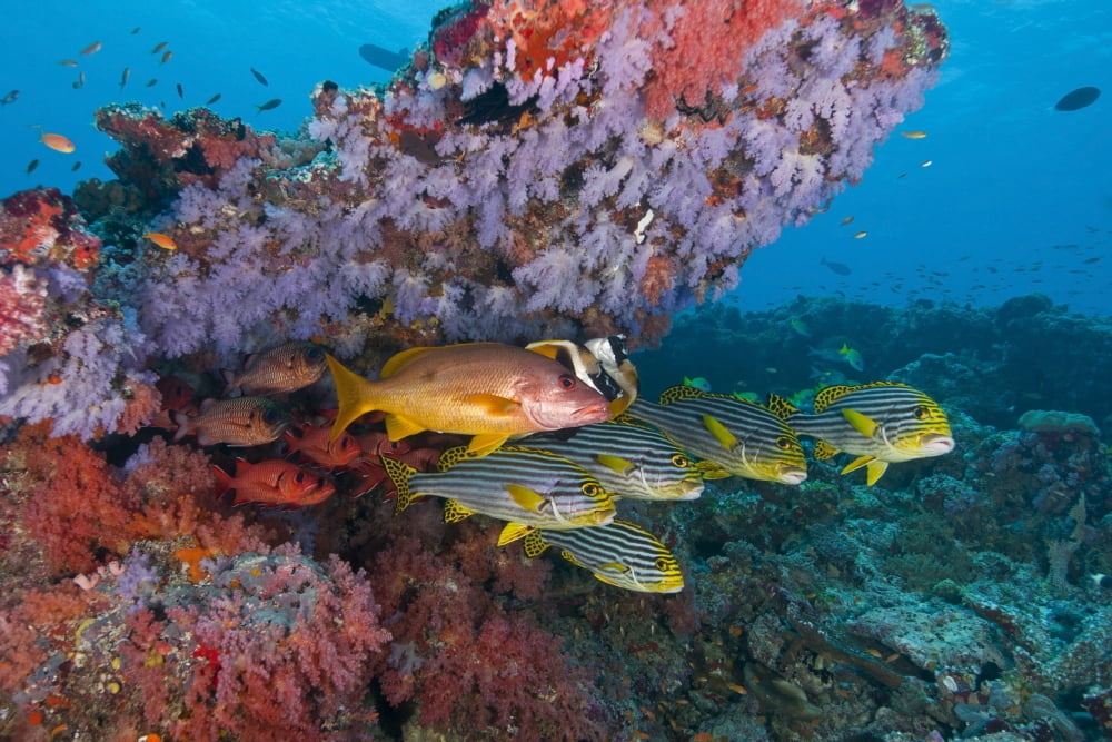 Colourful reef scene Ari and Male Atoll Maldives Canvas Art - Mathieu MeurStocktrek Images (18 x 12)