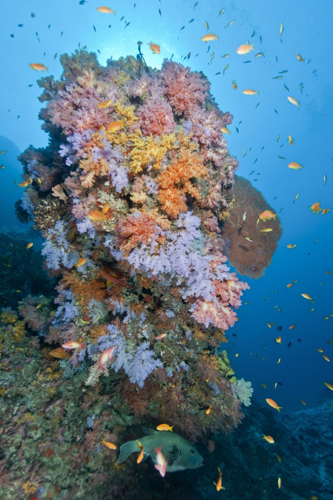 Colourful reef scene Ari and Male Atoll Maldives Canvas Art - Mathieu MeurStocktrek Images (23 x 34)