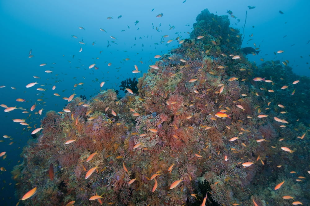 Colourful reef scene Ari and Male Atoll Maldives Canvas Art - Mathieu MeurStocktrek Images (35 x 23)