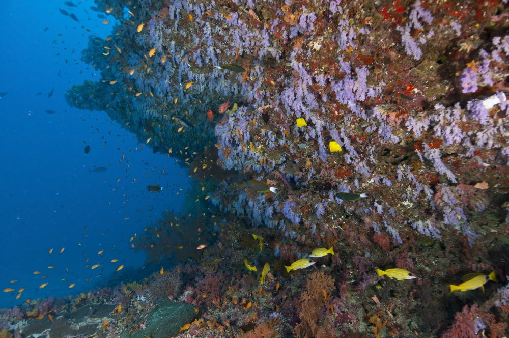 Colourful reef scene Ari and Male Atoll Maldives Canvas Art - Mathieu MeurStocktrek Images (35 x 23)