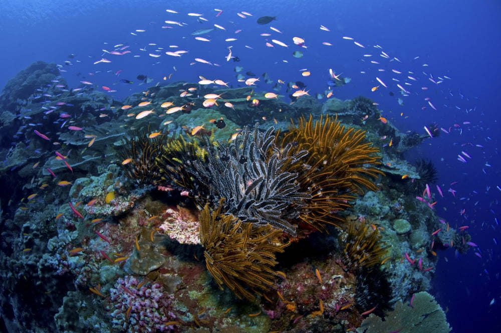 Colourful reef scene Christmas Island Australia Canvas Art - Mathieu MeurStocktrek Images (18 x 12)