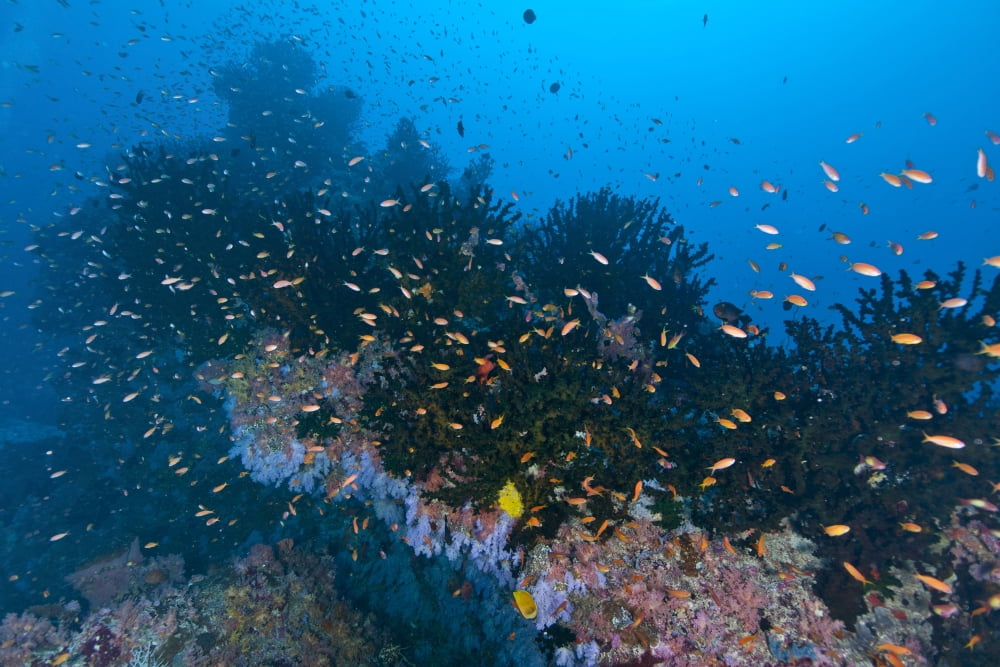Colourful reef scene Christmas Island Australia Canvas Art - Mathieu MeurStocktrek Images (18 x 12)