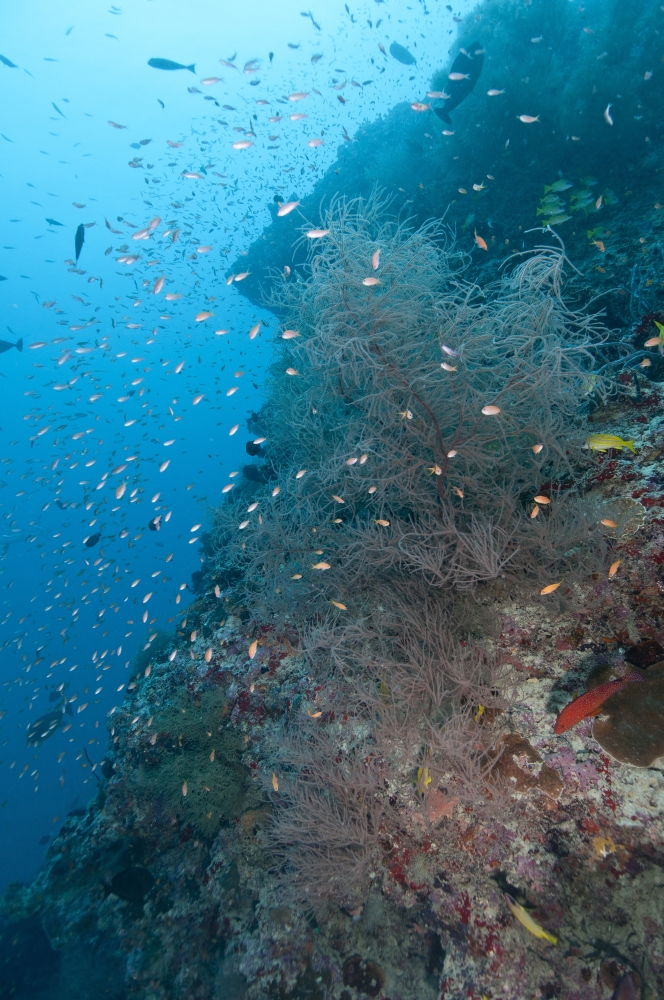 Colourful reef scene Christmas Island Australia Canvas Art - Mathieu MeurStocktrek Images (23 x 35)