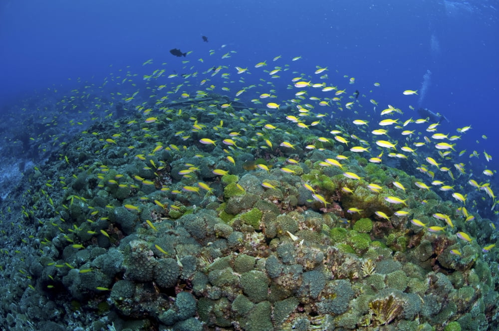 Colourful reef scene Christmas Island Australia Canvas Art - Mathieu MeurStocktrek Images (35 x 23)