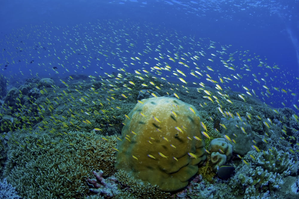 Colourful reef scene Christmas Island Australia Canvas Art - Mathieu MeurStocktrek Images (35 x 23)