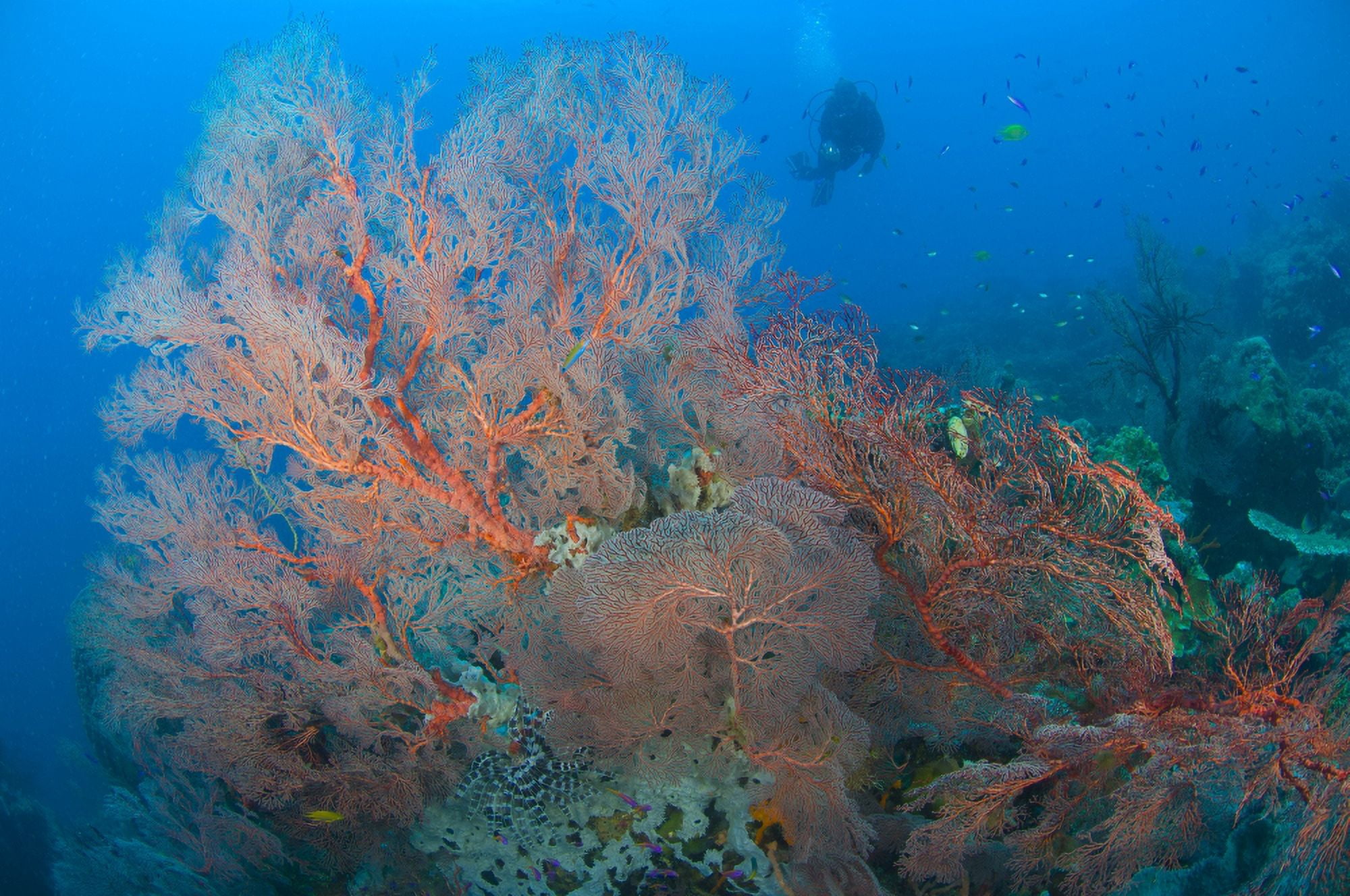 Colourful sea fan seascape Papua New Guinea Canvas Art - Steve JonesStocktrek Images (18 x 12)