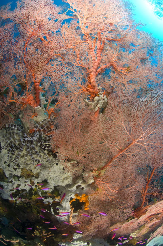 Colourful sea fan with crinoid Papua New Guinea Canvas Art - Steve JonesStocktrek Images (23 x 35)