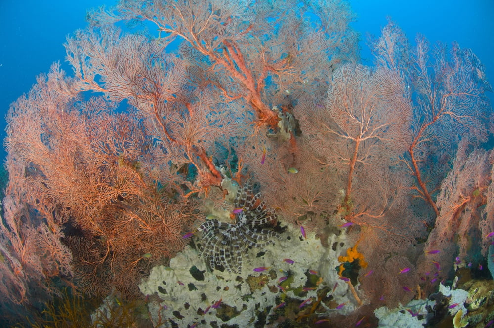 Colourful sea fan with crinoid Papua New Guinea Canvas Art - Steve JonesStocktrek Images (35 x 23)
