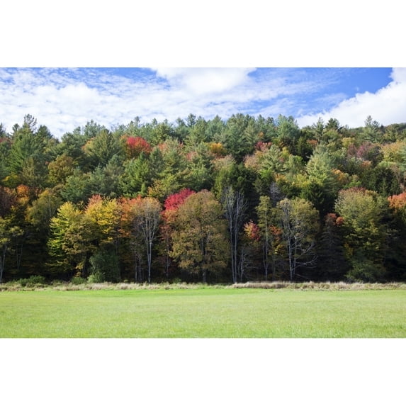 Colourful trees in autumn; Woodstock Vermont United States of America Poster Print by Jenna Szerlag / Design Pics (17