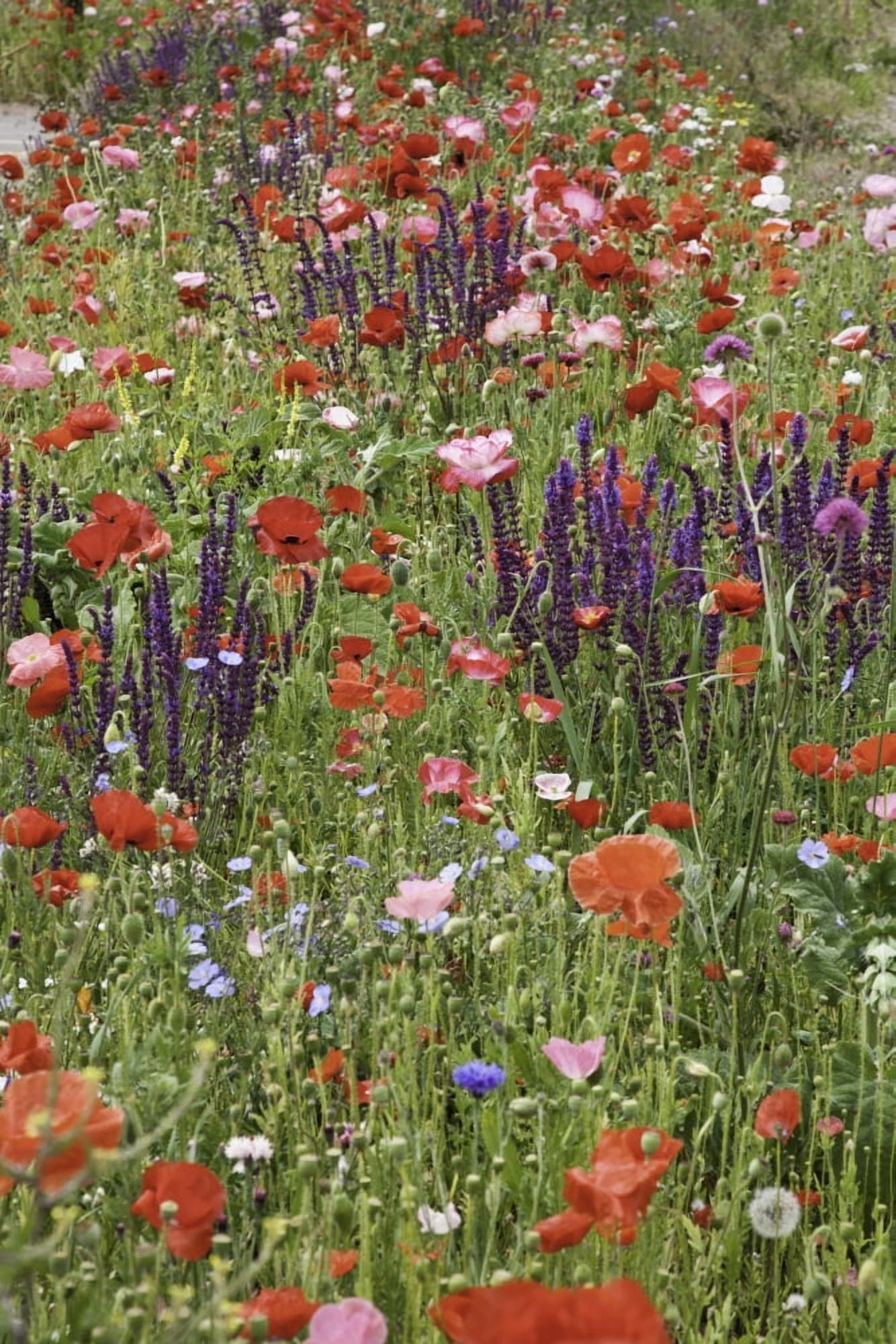 Colourful wildflowers in a field Melk Austria Canvas Art - John Doornkamp Design Pics (12 x 19)