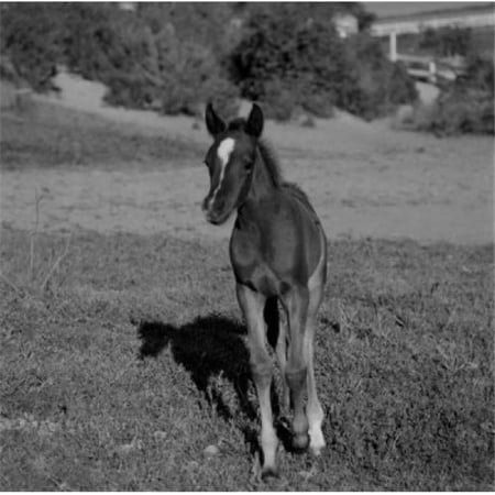 Colt in Field Poster Print - 18 x 24 in.