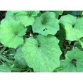 thumbnail image 1 of Coltsfoot Plant, (Tussilago farfara) 2.5 inch pot, 1 of 2