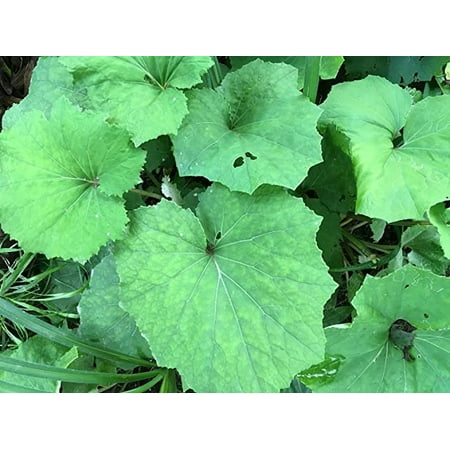 Coltsfoot Plant, (Tussilago farfara) 2.5 inch pot