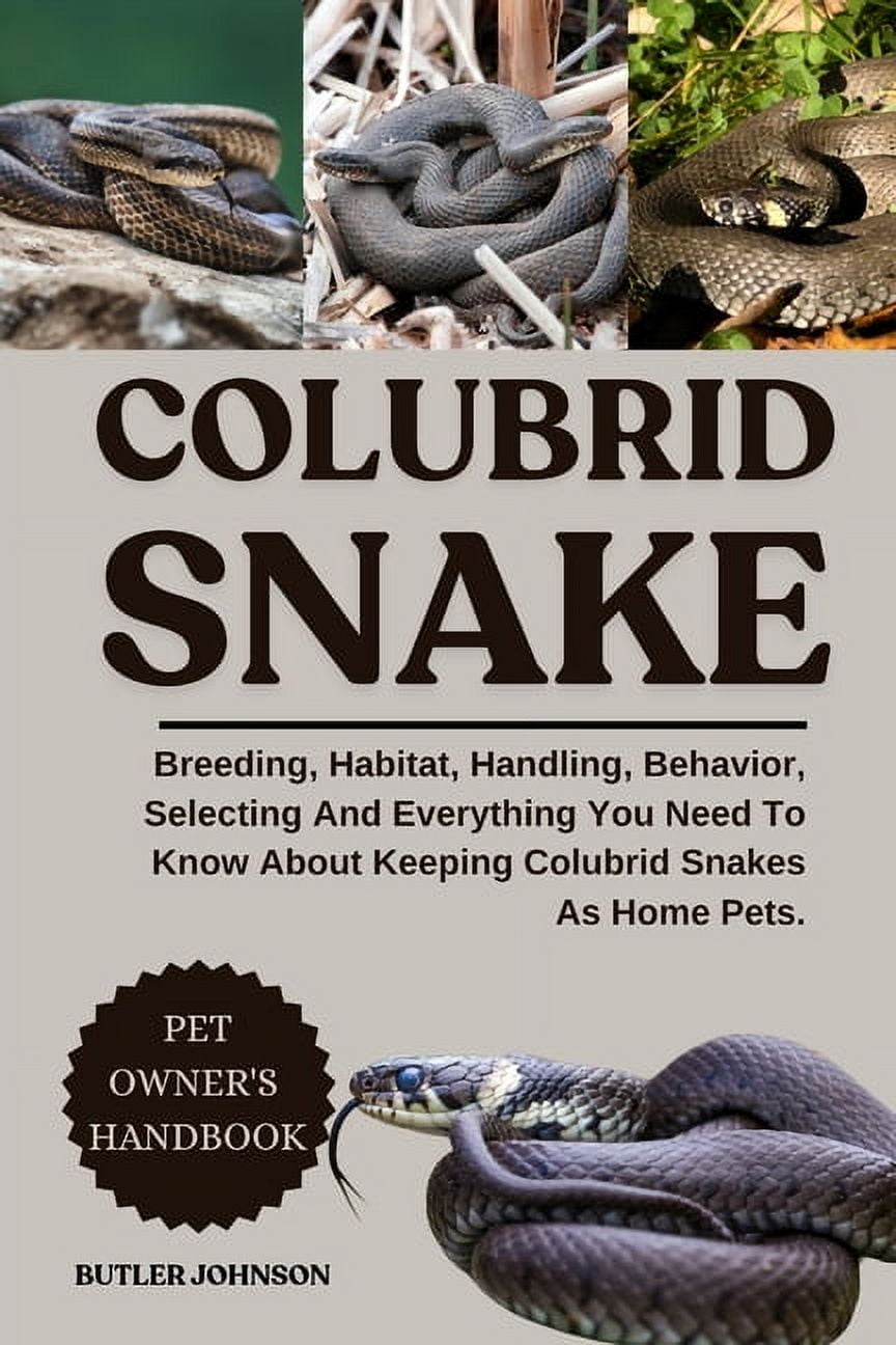 Colubrid Snake: Breeding, Habitat, Handling, Behavior, Selecting And ...