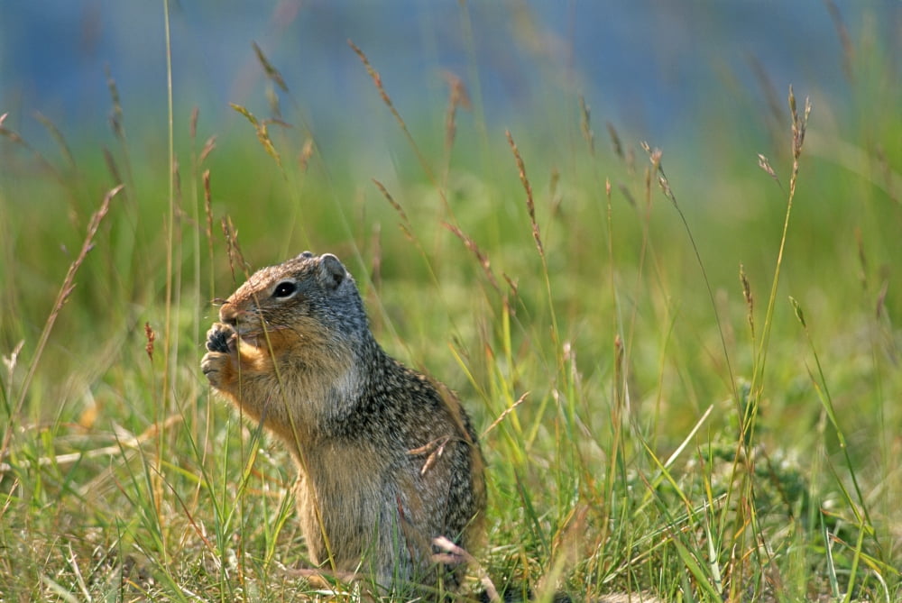 Columbia Ground Squirrel Feeding In Meadow Banff National Park Alberta Canvas Art - Mike Grandmaison Design Pics (36 x 24)