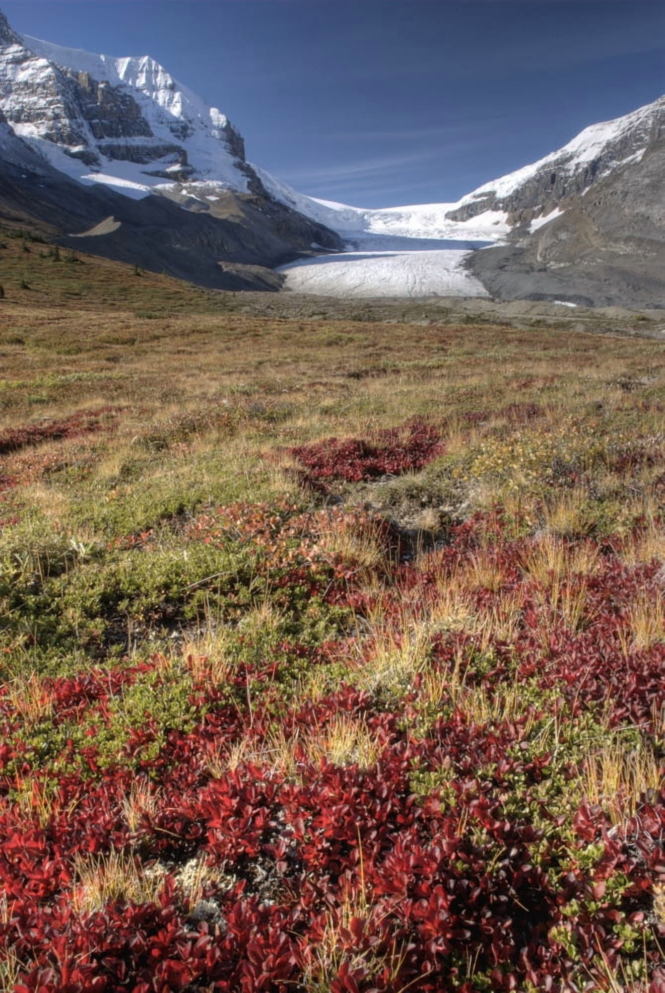 Columbia Icefield Jasper National Park Alberta Canada Canvas Art - Philippe Widling Design Pics (22 x 34)