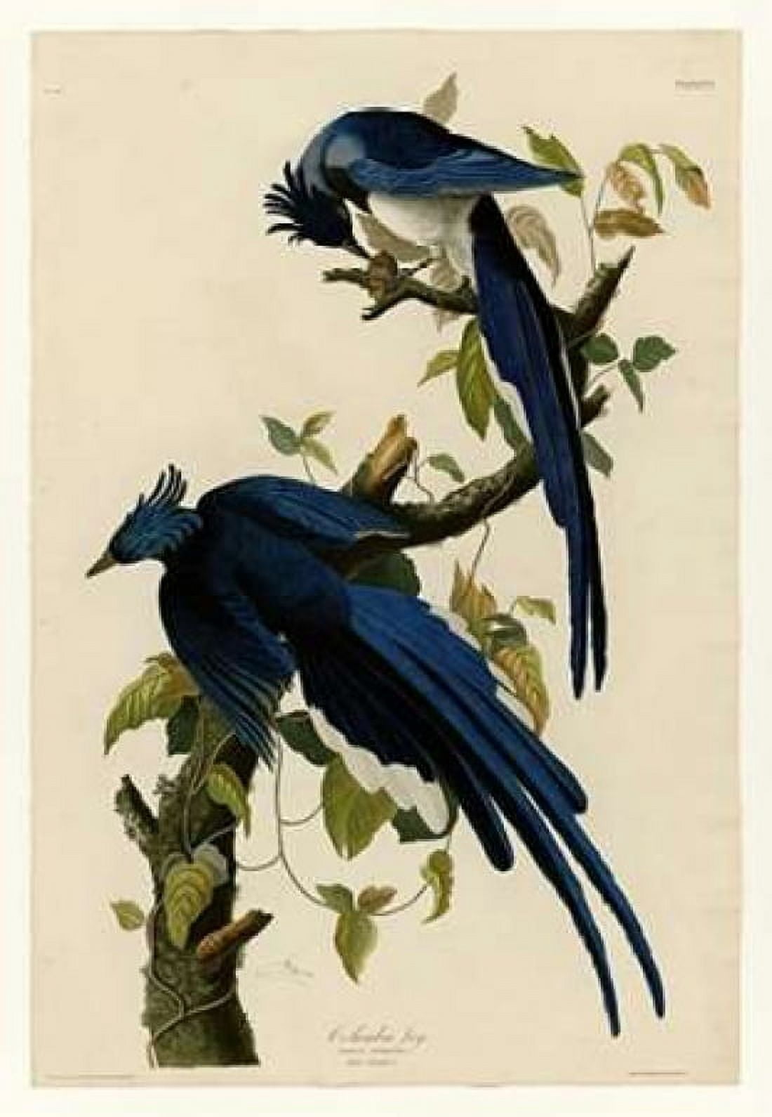 Columbia Jay Canvas Art - John James Audubon (20 x 28)
