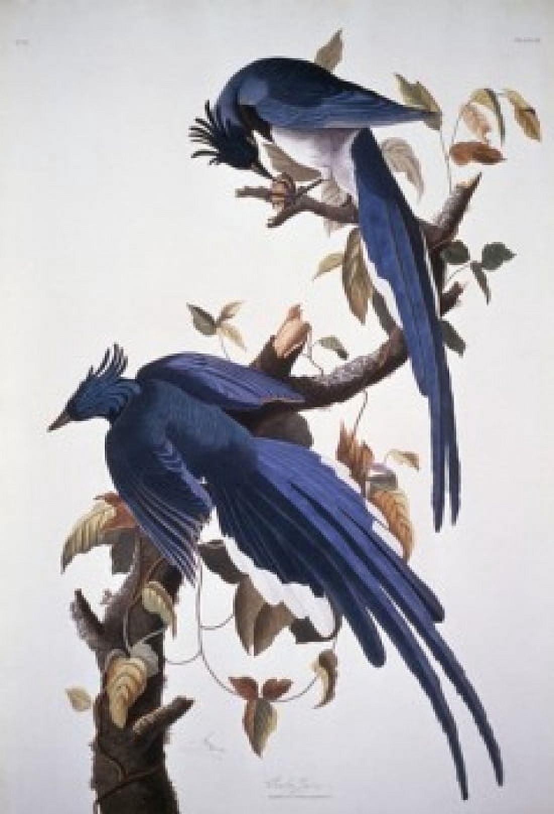 Columbia Jay John James Audubon (1785-1851 American) National Gallery of Art Washington DC Canvas Art - John James Audubon (24 x 36)