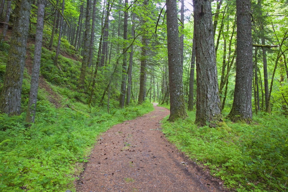 Columbia River Gorge National Scenic Area Oregon United States Of America Path Running Through The Forest Canvas Art - Craig Tuttle Design Pics (19 x 12)