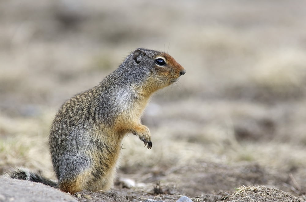 Columbian Ground Squirrel Banff National Park Alberta Canvas Art - Darwin Wiggett Design Pics (17 x 11)