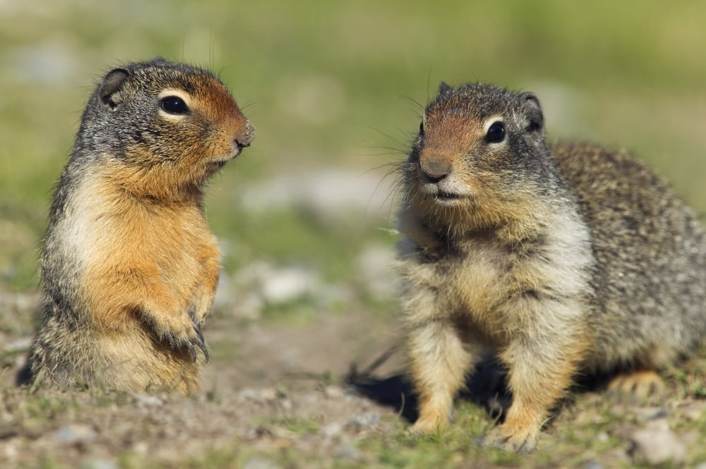 Columbian Ground Squirrels Banff National Park Alberta Canvas Art - Darwin Wiggett Design Pics (17 x 11)