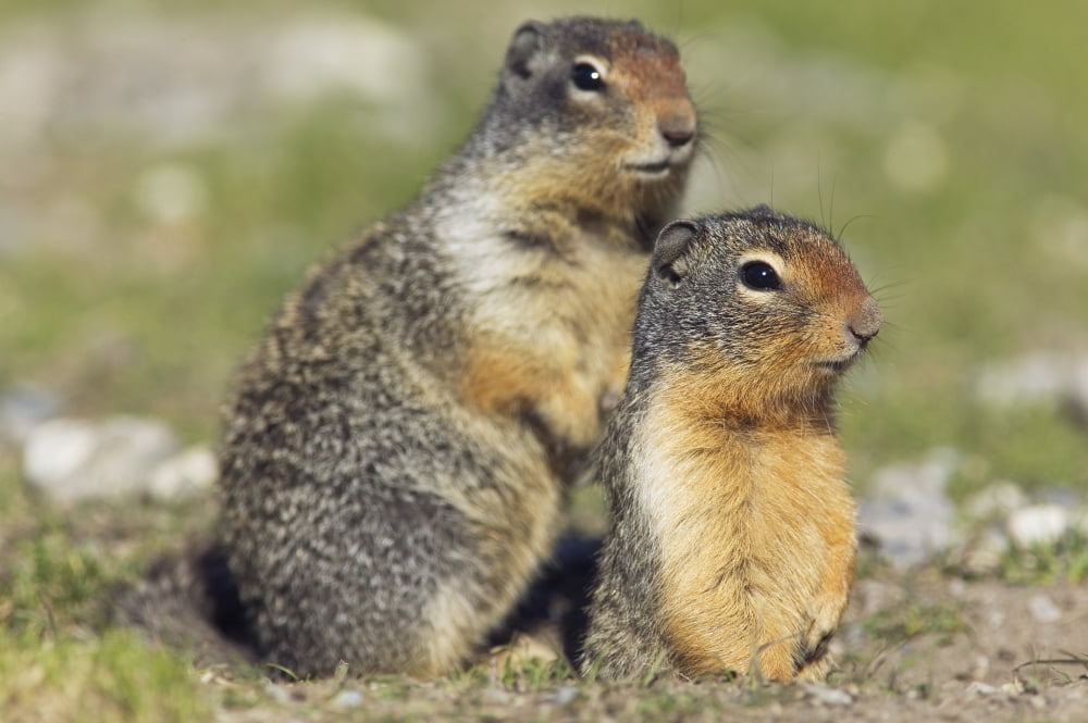 Columbian Ground Squirrels Banff National Park Alberta Canvas Art - Darwin Wiggett Design Pics (17 x 11)
