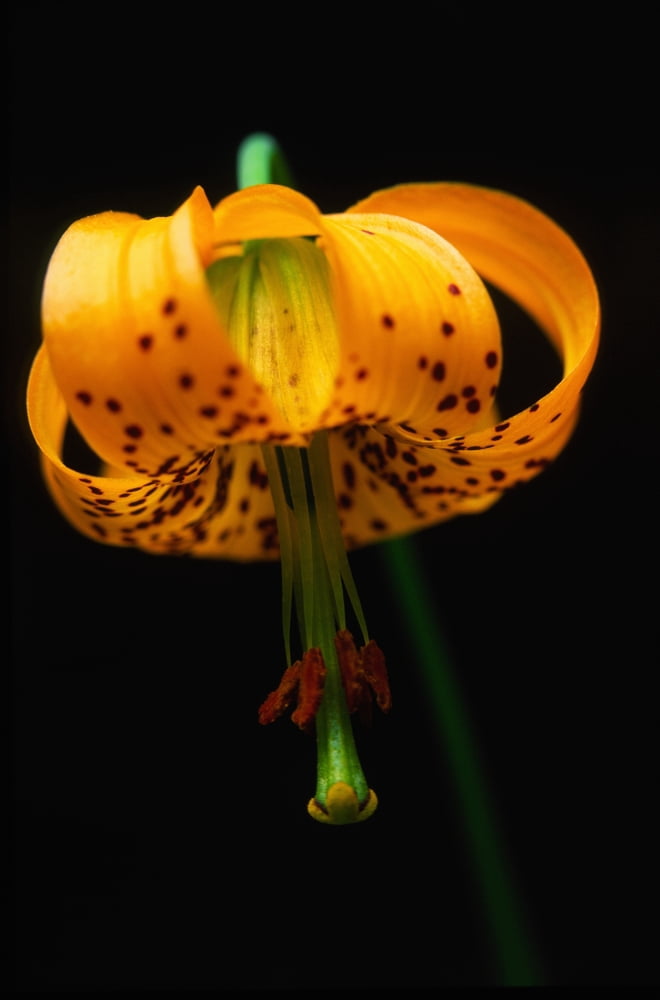 Columbian Lily (Lilium Columbianum) Canvas Art - Robert Postma Design Pics (12 x 18)