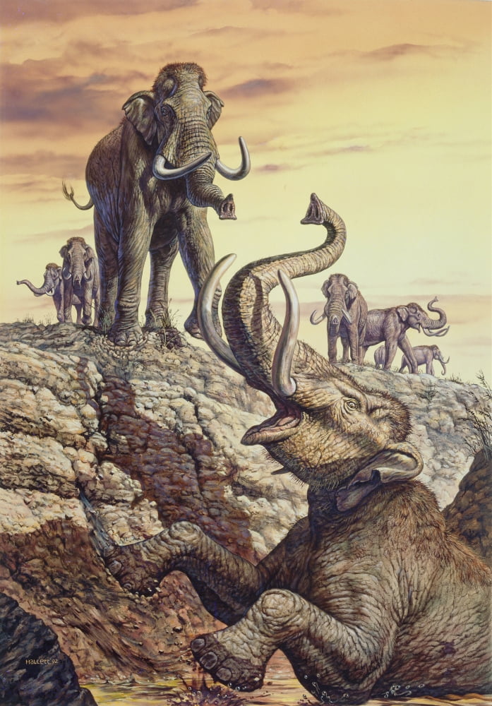 Columbian Mammoth trapped in a sinkhole Canvas Art - Mark HallettStocktrek Images (12 x 17)