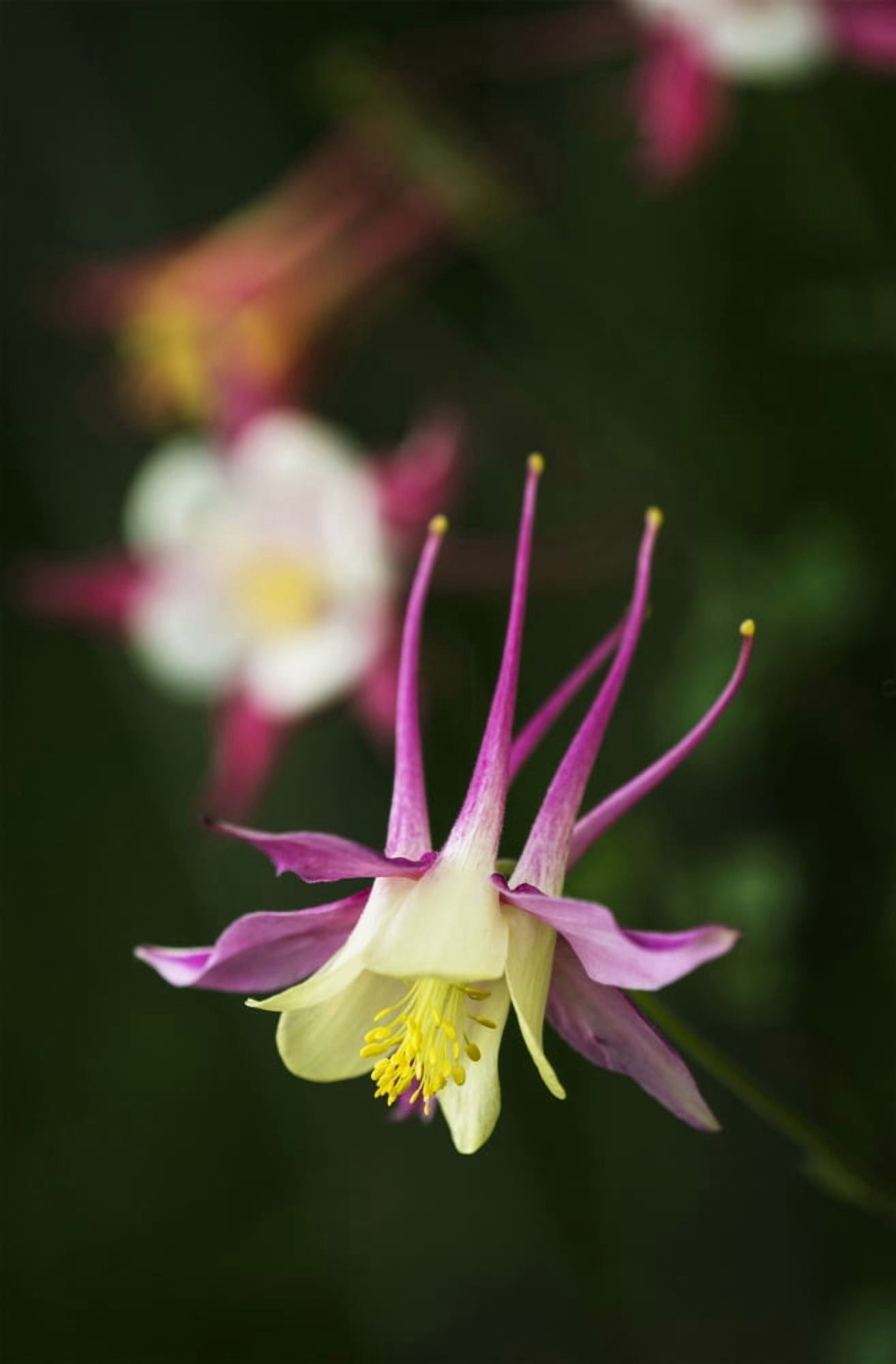 Columbine (Aquilegia) blooms in a garden Astoria Oregon United States of America Canvas Art - Robert L Potts Design Pics (12 x 19)