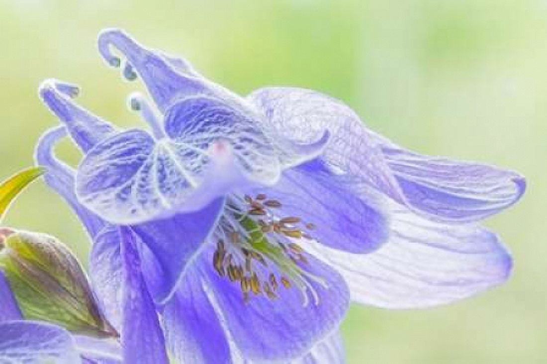Columbine Flowers I Canvas Art - Kathy Mahan (12 x 18)