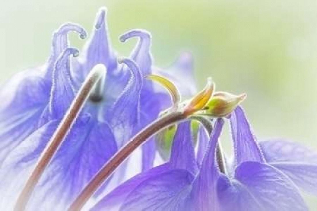 Columbine Flowers II Canvas Art - Kathy Mahan (12 x 18)