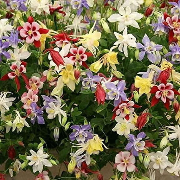 Columbine MCKANA Giant Mix Perennial Hummingbirds Butterflies Non-GMO 100 Seeds