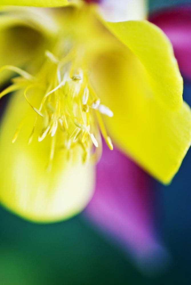 Columbine Macro Close-Up Of Blossom Canvas Art - Ray Laskowitz Design Pics (11 x 17)