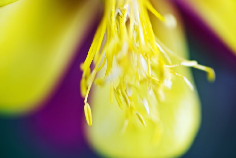 Columbine Macro Close-Up Of Stamens And Petals Canvas Art - Ray Laskowitz Design Pics (17 x 11)